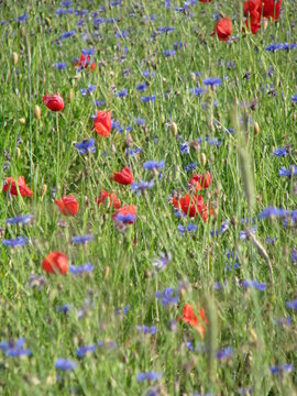 Poppies and habry in the meadow on a summer day