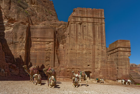 Camele In Front Of Die Djinn Blocks, Petra, Jordan