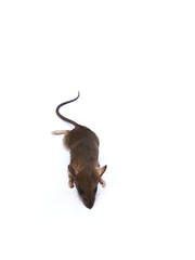 Fototapeta premium rat isolated on white background