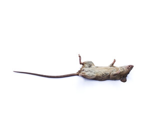 rat isolated on white background