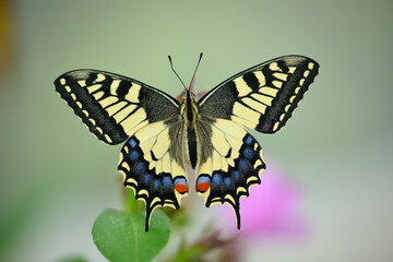 Close up of swallawtail butterfly perched on flowers
