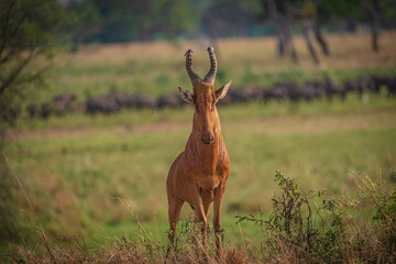 Naklejka na ściany i meble Antelope in Kidepo Valley, Uganda, Africa
