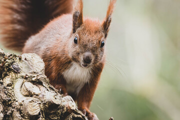 Eichhörnchen Nahaufnahme Stadtpark