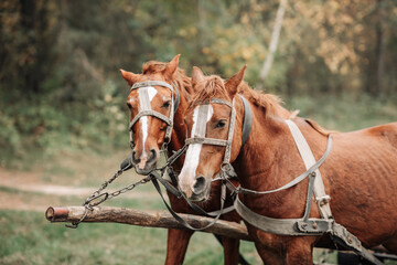 Two horses in harness in a field near the forest