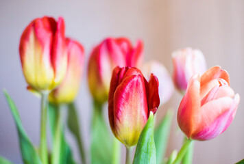 Fototapeta premium Bouquet of red tulips with green leaves