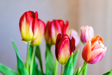 Bouquet of red tulips with green leaves
