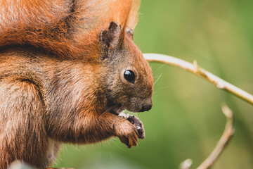 Eichhörnchen Nahaufnahme Stadtpark