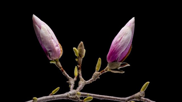 4K Time Lapse of flowering Magnolia tree isolated on black background. Timelapse of opening beautiful flower buds. Magnolia branch blossom.