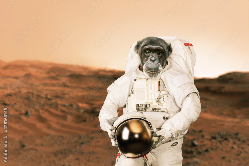 Poster Monkey astronaut in a space suit with a helmet stands in the desert on the red planet Mars. Animal spaceman on mission and exploring new planets. Smart chimpanzee, concept