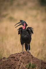 African bird in Kidepo Valley, Uganda, Africa © Pawel