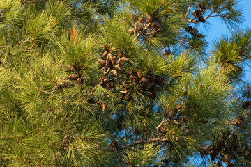 Pitsunda pine (Pinus brutia pityusa) species of Calabrian or Turkish Pine (Pinus brutia) on seaside embankment of resort city of Sochi. Close-up of cones on spreading branches of pine tree.