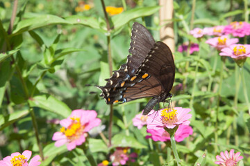 A lovely butterfly collecting pollen from a flower