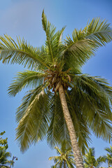 Obraz premium Coconut Palm, Cocos Nucifera