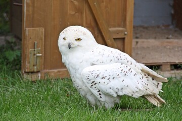 Schneeeule
