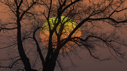 Silhouette of barren lone tree with amazing sunset sky