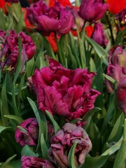 pink tulips in the garden
