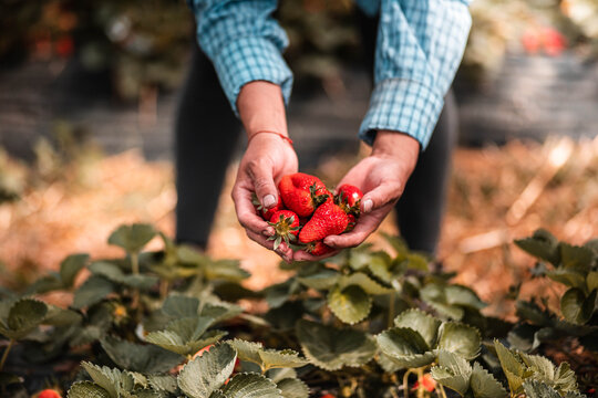 Mains d'une femme qui r&eacute;colte des fraises dans un champs dans les Landes