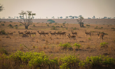 impala herd in the savannah in Murchison National Park, Uganda, Africa