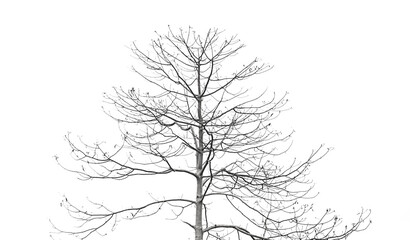 Obraz premium Big tree without leaves sky background.
