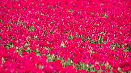 Obraz na płótnie Canvas Red and pink tulip fields with bright blue sky