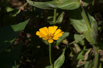 Yellow flower in the sunshine