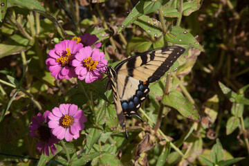 A lovely butterfly collecting pollen from a flower