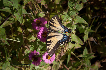 Fototapeta na wymiar A lovely butterfly collecting pollen from a flower
