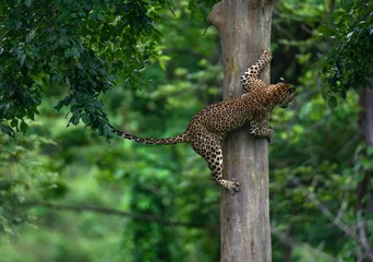 Plexiglas foto achterwand Een dalend luipaard © Arvind
