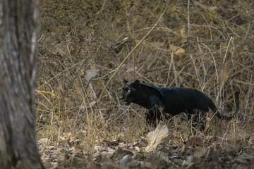 Foto op Plexiglas Black panther on the prowl © Arvind