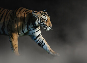 A fineart image of a tiger