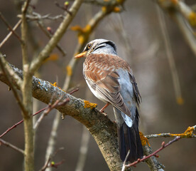 Fieldfare (Turdus pilaris). Bird sitting on a branch