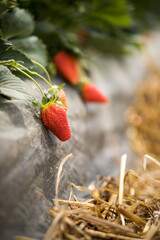 Champs de Fraises avec des grappes de fraises bien rouge, dans les Landes en France