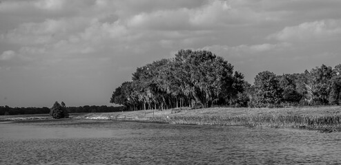 Fototapeta premium landscape with a trees