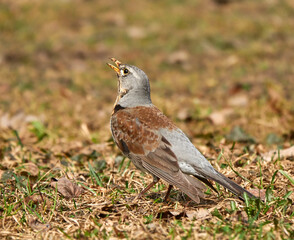 Fieldfare (Turdus pilaris). Bird looks up anxiously with its beak slightly open