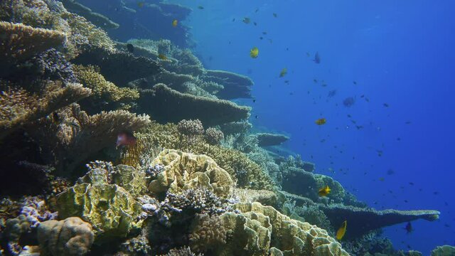 Beautiful corals growing on the slope of the reef.