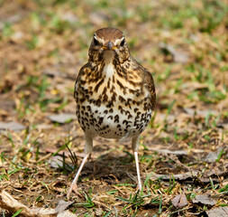 Song Thrush (Turdus philomelos). Bird looks out for prey in dry grass in early spring