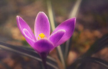 first bright delicate spring flower crocus