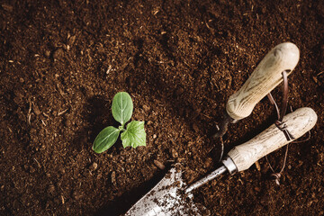 Green plant sprout growing in peat soil. Cucumber seedling in greenhouse. Organic agriculture,...