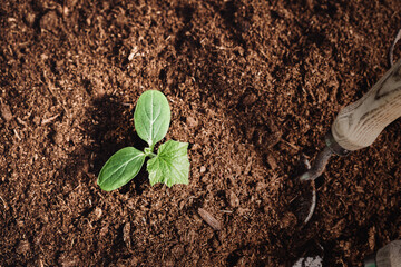 Green plant sprout growing in peat soil. Cucumber seedling in greenhouse. Organic agriculture, green gardening.