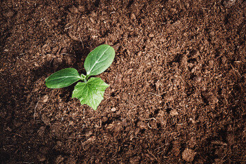 Green plant sprout growing in peat soil. Cucumber seedling in greenhouse. Sustainable environment,...