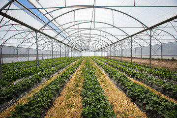 Champs de Fraises avec des grappes de fraises bien rouge, dans les Landes en France