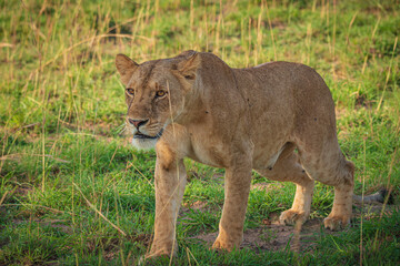 Lions in Murchison National Park, Uganda, Africa