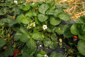 Champs de Fraises avec des grappes de fraises bien rouge, dans les Landes en France