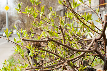 Close-up of young leaves on a bush against the backdrop of the city.