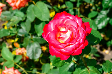 Rose flower of the Double Delight variety, close-up, isolated on green foliage background, outdoors. Beautiful bicolor flower on a flowerbed in a garden or park on a sunny spring-summer day