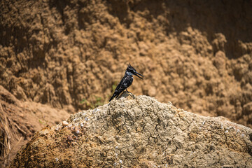 bird on a rock, Uganda, Africa