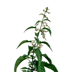 Blooming stalk of the common nettle isolated on white background. Raster clipart of a useful Urtica dioica plant for herbal medicine concepts
