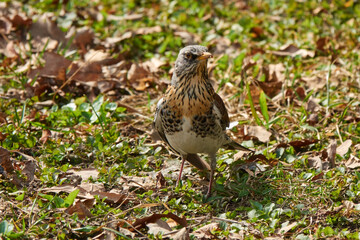 Fieldfare (Turdus pilaris). Bird looks out for prey in dry grass in early spring