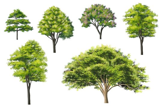 Collection of abstract watercolor tree side view isolated on white background  for landscape and architecture layout drawing, elements for environment and garden, blossom illustration,flower blooming