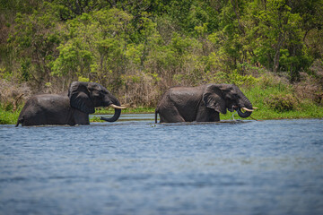 african elephants in the wild, Uganda, Africa